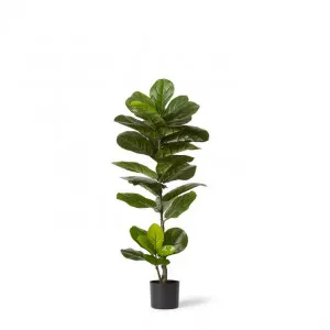 Fiddle Tree - 50 x 50 x 110cm by Elme Living, a Plants for sale on Style Sourcebook