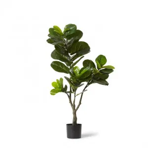 Fiddle Tree - 65 x 55 x 120cm by Elme Living, a Plants for sale on Style Sourcebook
