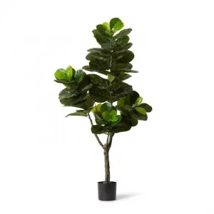 Fiddle Tree - 95 x 95 x 180cm by Elme Living, a Plants for sale on Style Sourcebook