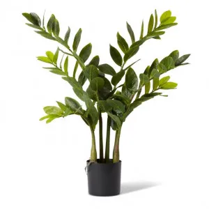 Zanzibar Gem Potted - 42 x 42 x 70cm by Elme Living, a Plants for sale on Style Sourcebook