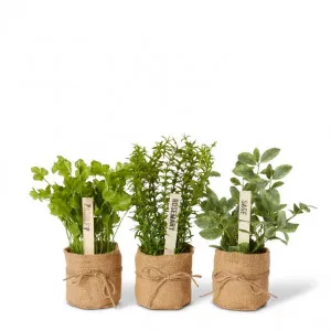 Herbs in Burlap 3 Asst - 25 x 20 x 2cm by Elme Living, a Plants for sale on Style Sourcebook