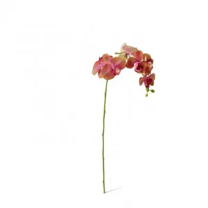 Phalaenopsis Orchid Stem - 25 x 10 x 55cm by Elme Living, a Plants for sale on Style Sourcebook