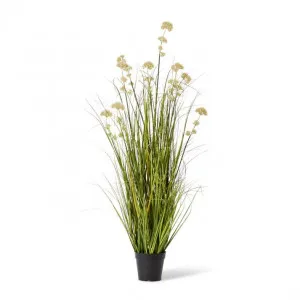 Grass Pom Pom Reed Potted - 70 x 70 x 122cm by Elme Living, a Plants for sale on Style Sourcebook