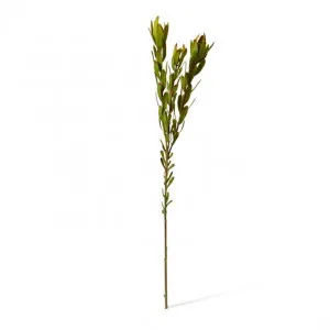 Leucadendron Spray - 23 x 5 x 89cm by Elme Living, a Plants for sale on Style Sourcebook