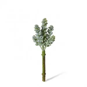 Bell Sedum Pick - 7 x 7 x 15cm by Elme Living, a Plants for sale on Style Sourcebook