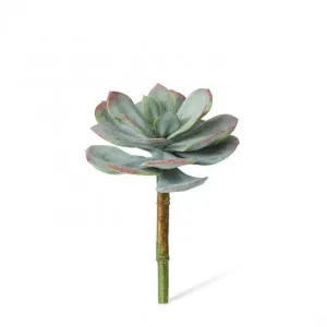 Echeveria Prince Stem - 16 x 16 x 23cm by Elme Living, a Plants for sale on Style Sourcebook