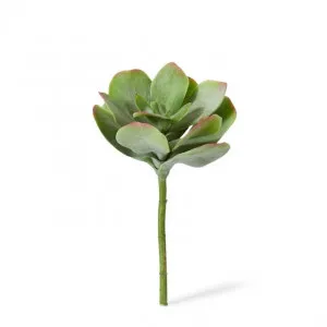 Flapjack Succulent Stem - 23 x 23 x 38cm by Elme Living, a Plants for sale on Style Sourcebook