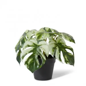 Monstera Marble Plant Potted - 30 x 30 x 23cm by Elme Living, a Plants for sale on Style Sourcebook