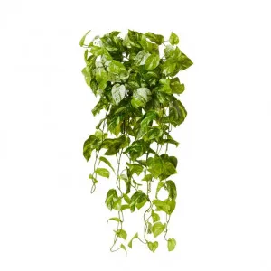 Pothos Mable Vine Hanging Plant - 50 x 40 x 90cm by Elme Living, a Plants for sale on Style Sourcebook