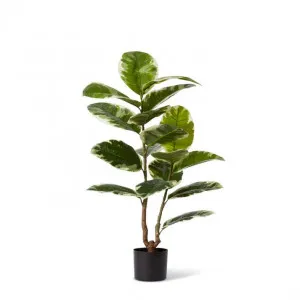 Rubber Plant Grand Potted - 68 x 68 x 90cm by Elme Living, a Plants for sale on Style Sourcebook
