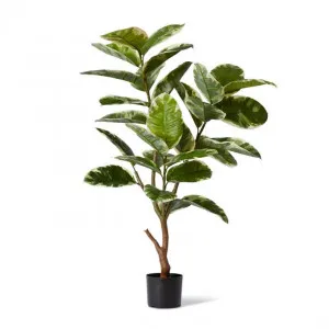 Rubber Plant Grand Potted - 70 x 70 x 120cm by Elme Living, a Plants for sale on Style Sourcebook