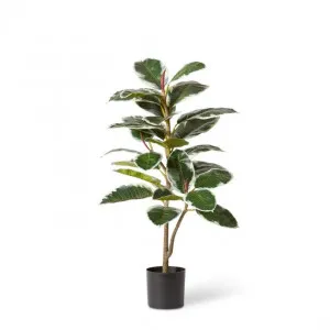 Rubber Plant Potted - 56 x 56 x 102cm by Elme Living, a Plants for sale on Style Sourcebook