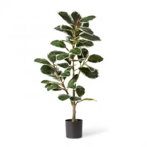 Rubber Plant Potted - 66 x 66 x 132cm by Elme Living, a Plants for sale on Style Sourcebook