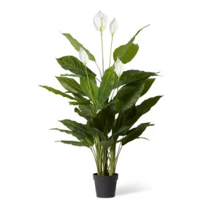 Spathiphyllum Flowering Plant Potted - 85 x 85 x 145cm by Elme Living, a Plants for sale on Style Sourcebook