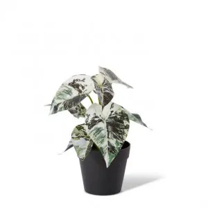 Aglaonema Plant Potted - 23 x 18 x 20cm by Elme Living, a Plants for sale on Style Sourcebook
