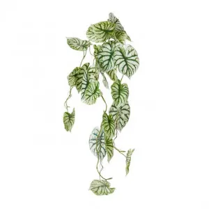 Anthurium Vine Hanging Plant - 32 x 30 x 90cm by Elme Living, a Plants for sale on Style Sourcebook