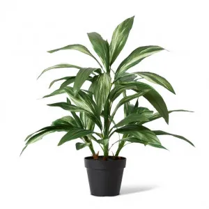 Cordyline Plant Potted - 60 x 60 x 70cm by Elme Living, a Plants for sale on Style Sourcebook