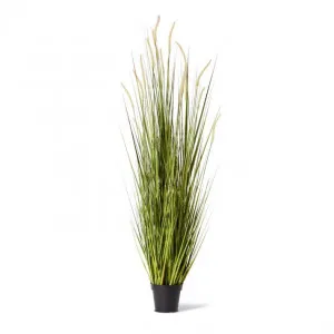 Grass Foxtail Potted - 70 x 70 x 170cm by Elme Living, a Plants for sale on Style Sourcebook
