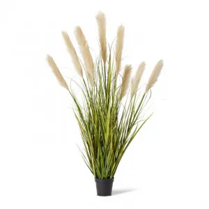 Grass Pampas Potted - 80 x 80 x 150cm by Elme Living, a Plants for sale on Style Sourcebook