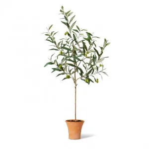 Olive Cottage Tree - 35 x 33 x 120cm by Elme Living, a Plants for sale on Style Sourcebook