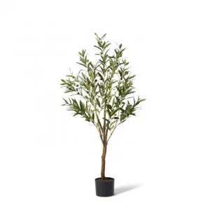 Olive Tree - 46 x 46 x 122cm by Elme Living, a Plants for sale on Style Sourcebook