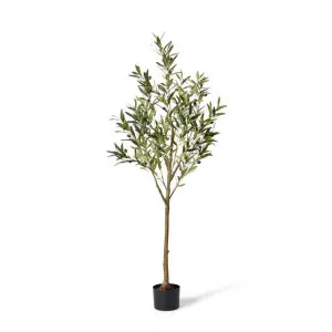 Olive Tree - 56 x 56 x 152cm by Elme Living, a Plants for sale on Style Sourcebook