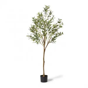 Olive Tree - 61 x 61 x 183cm by Elme Living, a Plants for sale on Style Sourcebook
