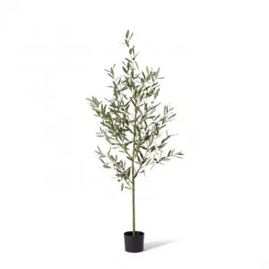 Olive Tree - 55 x 55 x 170cm by Elme Living, a Plants for sale on Style Sourcebook