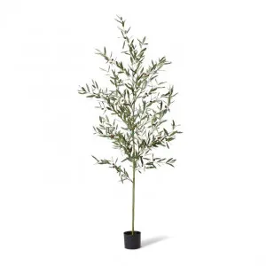 Olive Tree - 75 x 75 x 200cm by Elme Living, a Plants for sale on Style Sourcebook