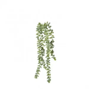 String of Pearls - 8 x 8 x 42cm by Elme Living, a Plants for sale on Style Sourcebook