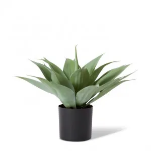 Agave Potted - 40 x 35 x 40cm by Elme Living, a Plants for sale on Style Sourcebook