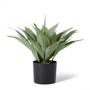 Agave Potted - 50 x 40 x 50cm by Elme Living, a Plants for sale on Style Sourcebook