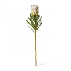 Protea Grand Stem - 10 x 10 x 65cm by Elme Living, a Plants for sale on Style Sourcebook