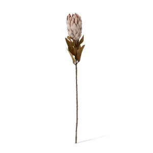 Protea Dried Look Stem - 12 x 12 x 61cm by Elme Living, a Plants for sale on Style Sourcebook