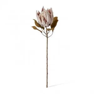 Protea King Dried Look Stem - 25 x 25 x 61cm by Elme Living, a Plants for sale on Style Sourcebook