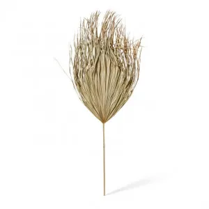Palm Dried Stem - 50 x 1 x 130cm by Elme Living, a Plants for sale on Style Sourcebook