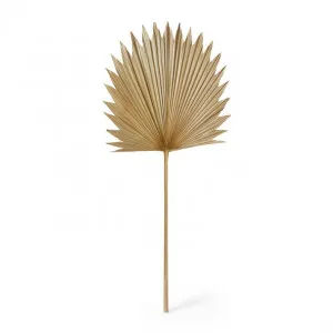Sun Fan Palm Dried Stem - 45 x 1 x 103cm by Elme Living, a Plants for sale on Style Sourcebook