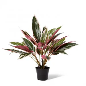 Cordyline Potted - 40 x 40 x 45cm by Elme Living, a Plants for sale on Style Sourcebook