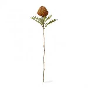Banksia Ba x teri Stem - 20 x 11 x 69cm by Elme Living, a Plants for sale on Style Sourcebook
