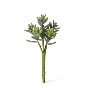 Sedum Nevii Pick - 10 x 10 x 17cm by Elme Living, a Plants for sale on Style Sourcebook