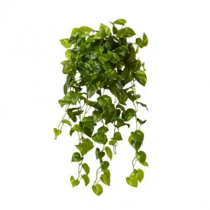 Philo Vine Hanging Plant - 50 x 40 x 90cm by Elme Living, a Plants for sale on Style Sourcebook