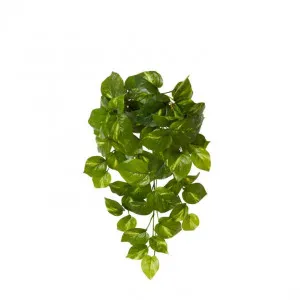 Pothos Golden Hanging Plant - 35 x 30 x 50cm by Elme Living, a Plants for sale on Style Sourcebook