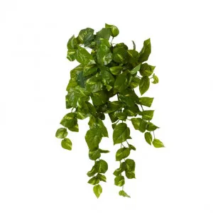 Pothos Golden Hanging Plant - 40 x 25 x 75cm by Elme Living, a Plants for sale on Style Sourcebook
