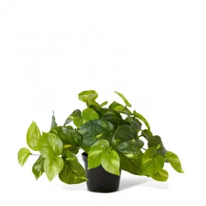 Pothos Golden Potted - 35 x 35 x 24cm by Elme Living, a Plants for sale on Style Sourcebook