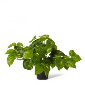 Pothos Golden Potted - 50 x 30 x 30cm by Elme Living, a Plants for sale on Style Sourcebook