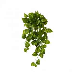 Pothos Hanging Plant - 35 x 31 x 66cm by Elme Living, a Plants for sale on Style Sourcebook
