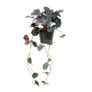 Saxifraga Hanging Plant Potted - 27 x 27 x 56cm by Elme Living, a Plants for sale on Style Sourcebook
