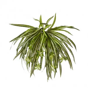 Spider Plant - 35 x 35 x 48cm by Elme Living, a Plants for sale on Style Sourcebook