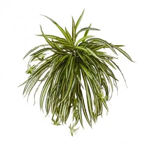 Spider Plant - 58 x 58 x 50cm by Elme Living, a Plants for sale on Style Sourcebook