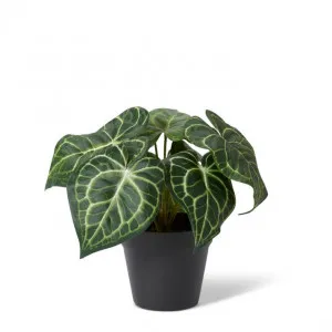 Anthurium Plant Potted - 24 x 24 x 23cm by Elme Living, a Plants for sale on Style Sourcebook